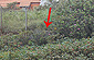 Regelbau R 638 heutiges Haus "Meeresstern" Wangerooge